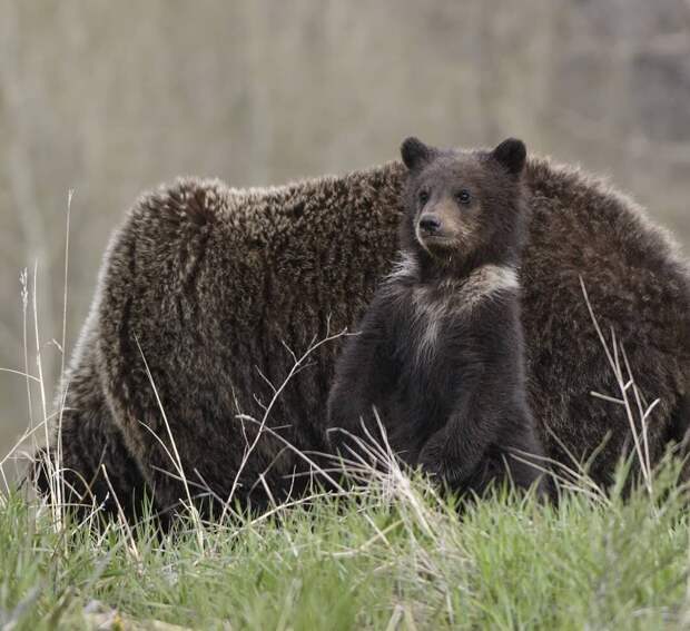 16 уникальных снимков диких животных, где фотограф подобрался очень близко