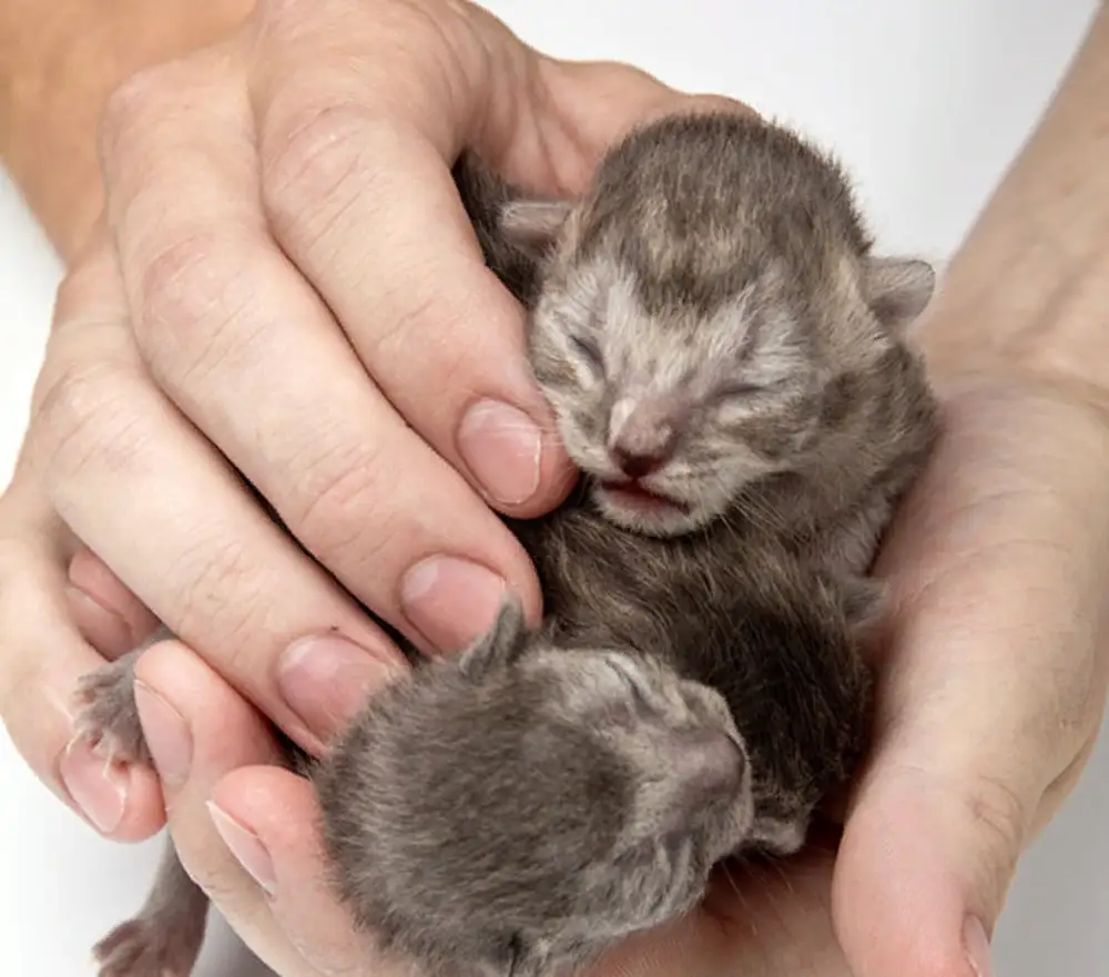 Почему рождаются слепые. Недельные котята. Новорожденные котята. Новорожденный котенок.