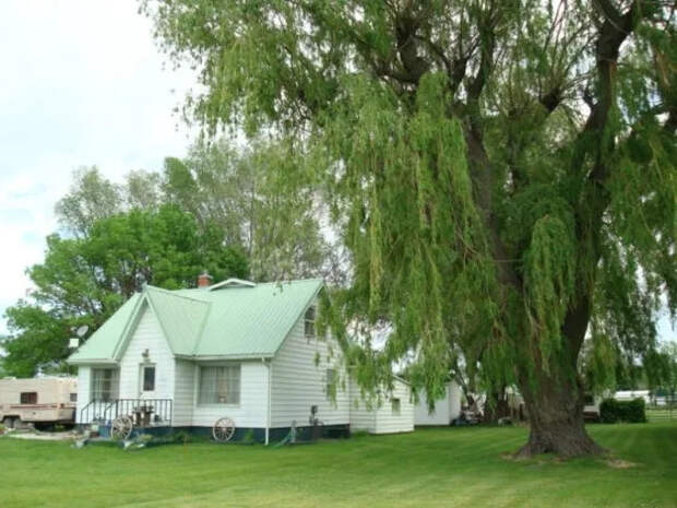 Тихие враги вашего дома: 4 растения, которые разрушают фундамент и канализацию