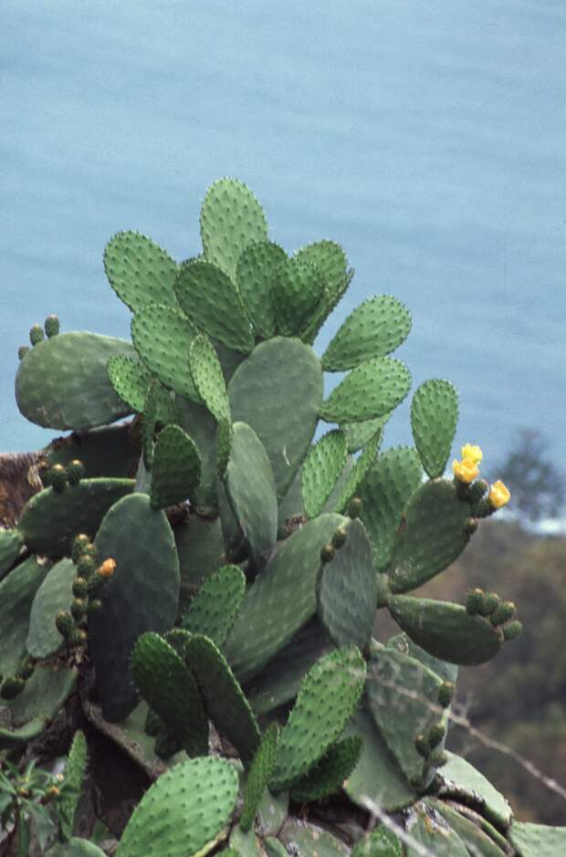 В Тирасполе расцвели уличные кактусы сорта опунция