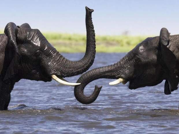 Интересные факты о слонах. Сколько живет слон в природе