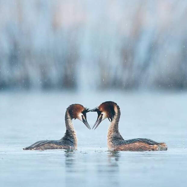 Дикие животные очень близко на снимках