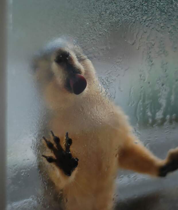 Фотография: 25 животных, которые лижут окна — и крадут наши сердца! №22 - BigPicture.ru