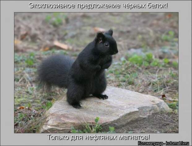 Котоматрицы (картинки с надписями)