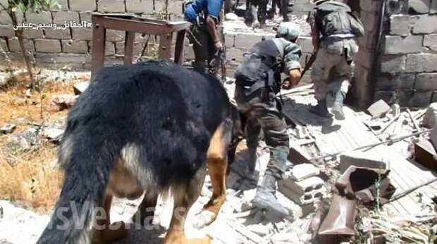 Городские бои: Спецназ САА с собаками выискивает норы боевиков и отвоевывает кварталы под Дамаском (ФОТО) | Русская весна
