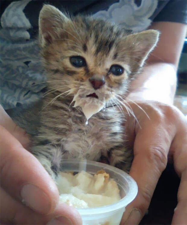 Милые испачканные едой мордочки котят и котиков