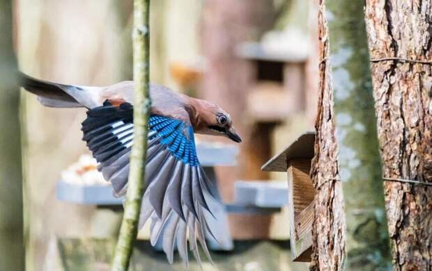 До +11 по Цельсию и без дождей. Какая погода придёт в Петербург 1 апреля