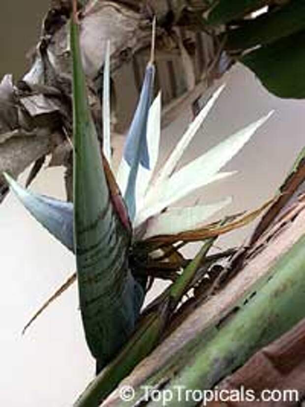 Strelitzia nicolai, Giant bird of paradise, white bird of paradise