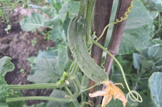 Какие огурцы посадить: 10 урожайных и неприхотливых сортов