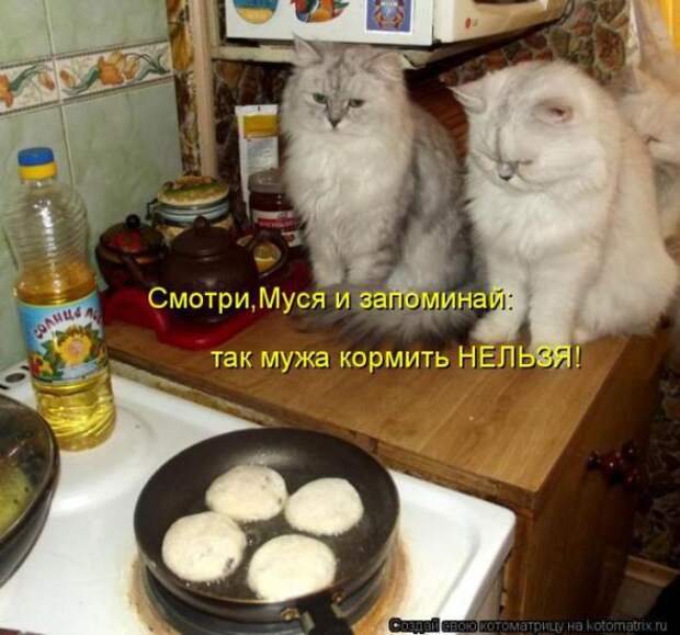 Котоматрицы(картинки с надписями)