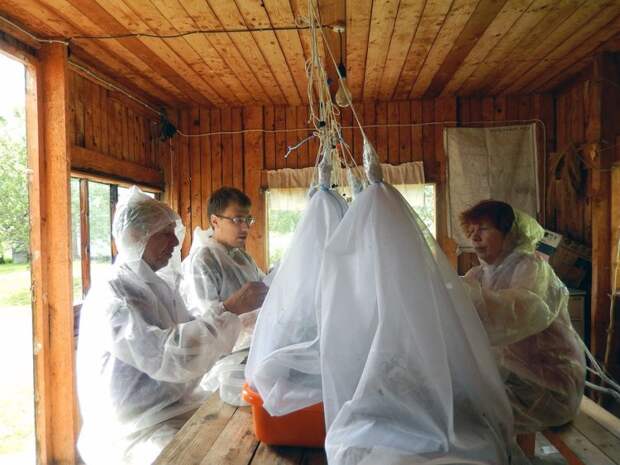 Авторы исследования (слева направо): ведущий сотрудник лаборатории микробиологических средств защиты растений ООО «АгроБиоТехнология» Борис Борисов, руководитель лаборатории паразитологии растений и животных ИБ КарНЦ РАН Сергей Бугмырин и старший научный сотрудник лаборатории паразитологии растений и животных ИБ КарНЦ РАН Любовь Беспятова. Источник: Институт биологии КарНЦ РАН