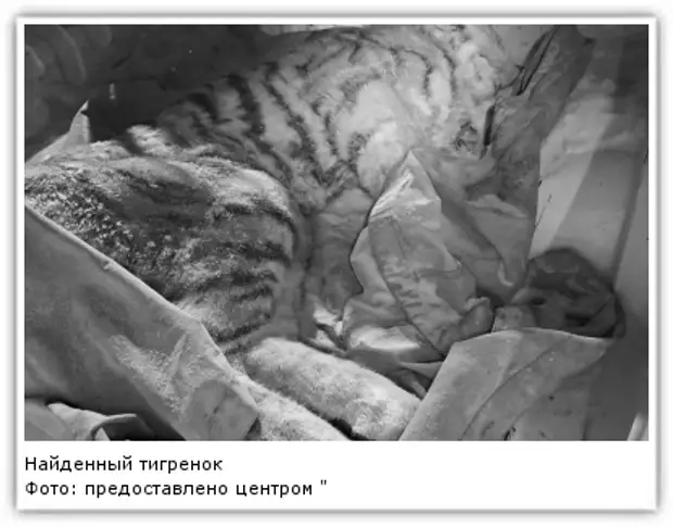 истощенный тигренок в приморском крае. тигрица с 4 тигрятами. нашли тигренка. нашли тигренка. тигр на дороге зимой.
