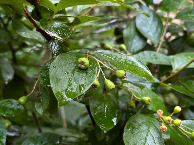 Выходные принесут тепло и дождь в Тульскую область