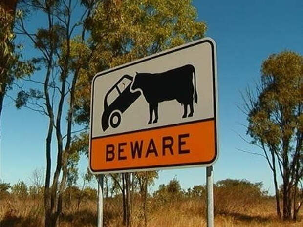 Да, здесь буйволы могут напасть на машину.