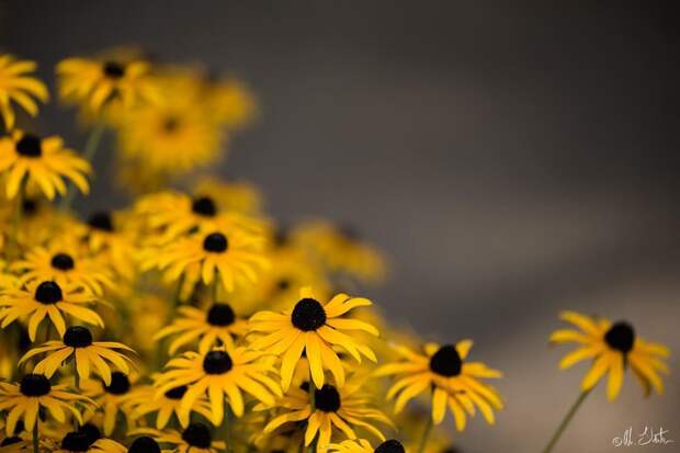 Красивые снимки цветов и растений от Элисон Стэйт