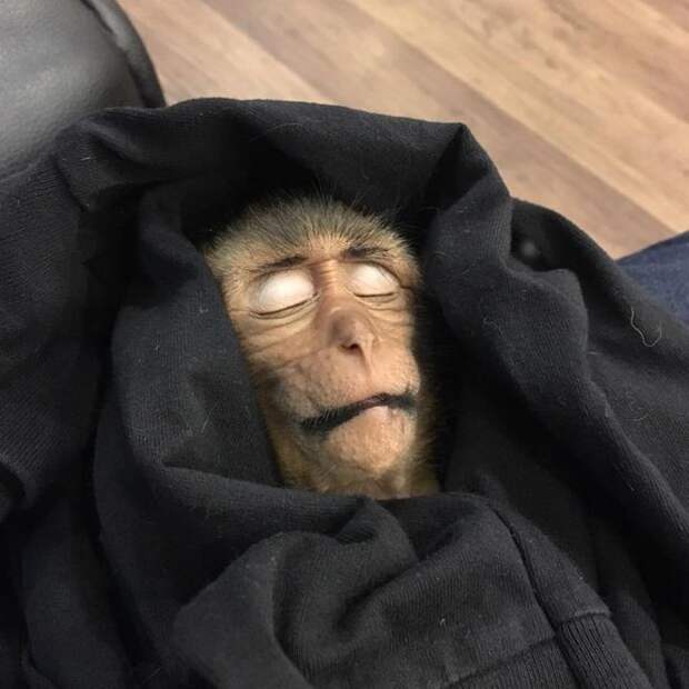 Обезьяна упала в обморок после передозировки кофе в Таиланде