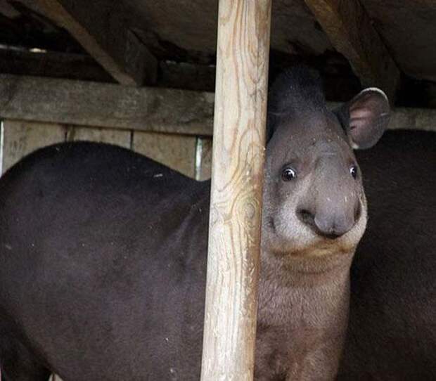 Животные, которые не были готовы к фотосессии позитив, юмор, фото, животные
