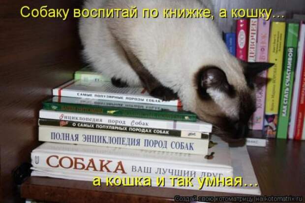 Котоматрицы(картинки с надписями)