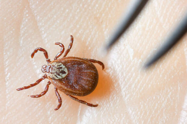 Ветврач Фроленко: обрабатывать питомцев от клещей нужно с приходом первого тепла