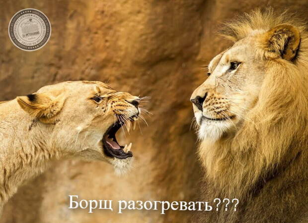 Лучшие Анекдоты из Питера за 29.08.2025