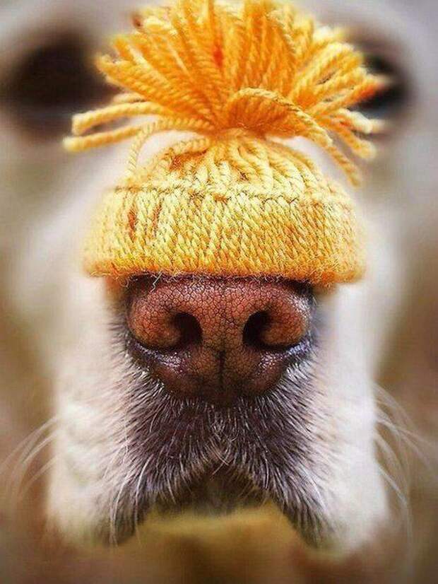 Крошечная вязанная шапочка для холодного собачьего носа в мире, добро, животные, кадр, красота, люди, фото