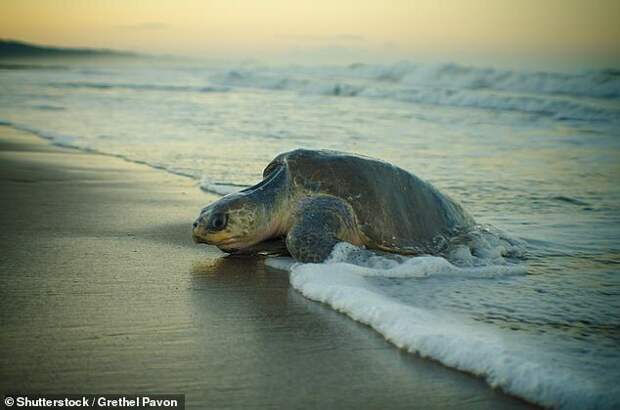 Прибытие: сотни тысяч морских черепах в заповеднике Коста-Рики
