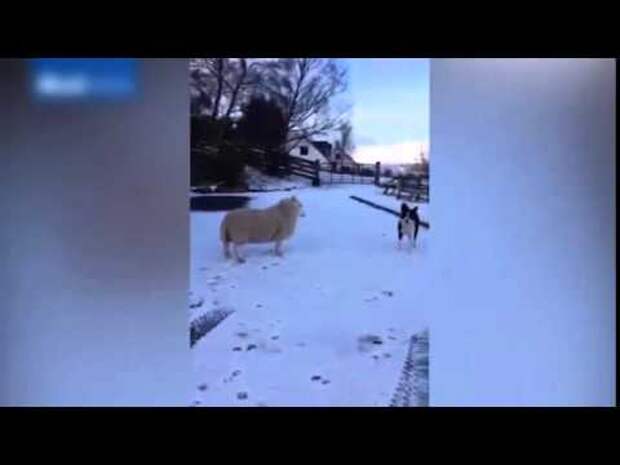 Sheep Raised By Dogs Thinks She's Part of the Pack