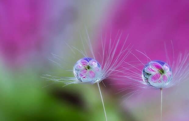 Природа глазами Miki Asai.