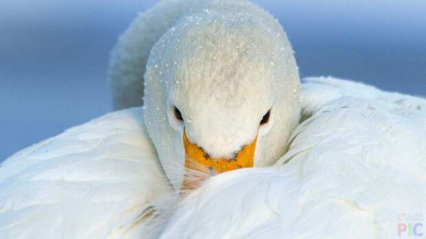 Белый лебедь в капельках воды