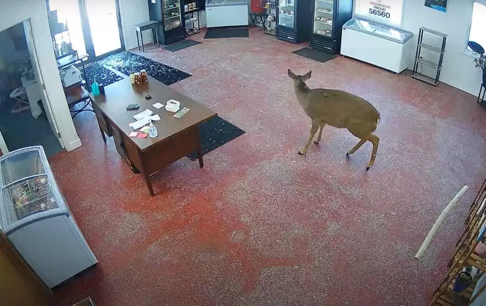 Необычное происшествие поразило посетителей и сотрудников