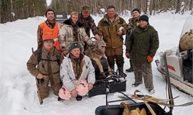 В Кировской области продолжается охота на серых хищников