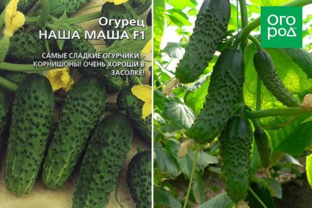 Огурец Наша Маша F1