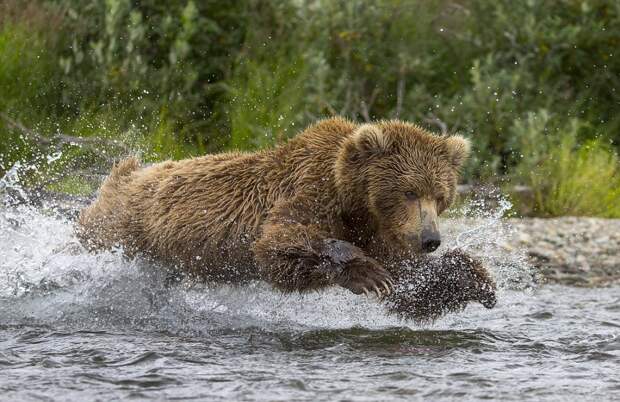 mama-bear-catches-a-salmon-to-feed-her-cubs-10