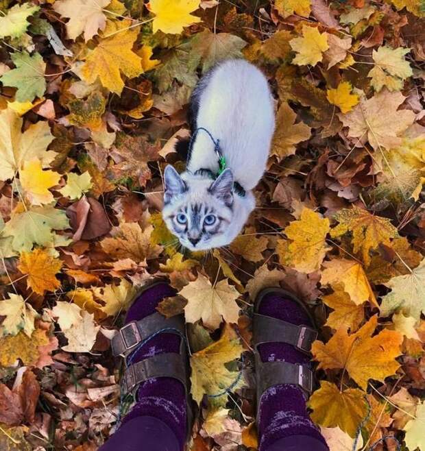 Фотографии друзей-путешественников — пса и кота. И их хозяйки