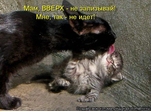 Котоматрица - Мам, ВВЕРХ - не зализывай! Мне, так - не идет!