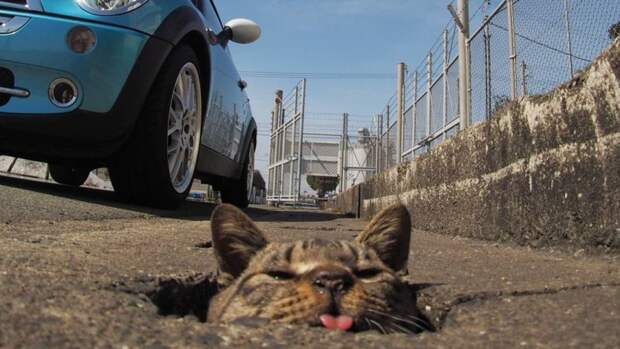 Как бездомные коты развлекаются в Японии животные, кот, япония