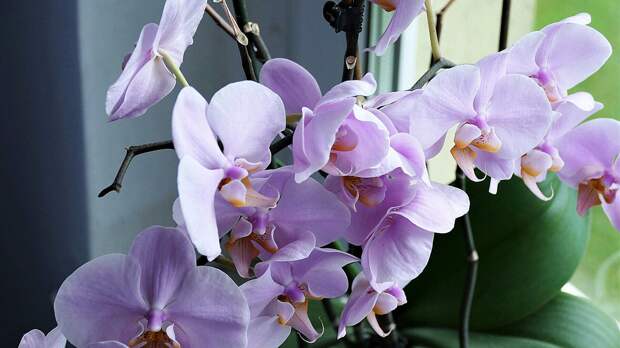 В Подмосковье зацвела лесная орхидея Любка 