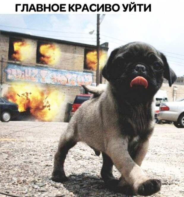 Свежая порция прикольных фотомемов (21 шт)