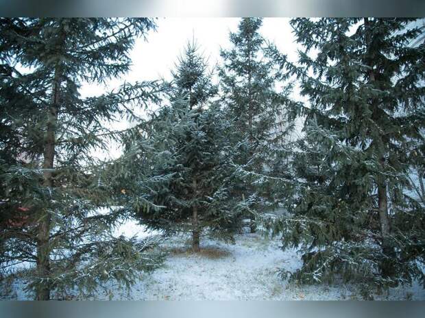 Забайкальцы могут сами заготовить сосну за 30 рублей