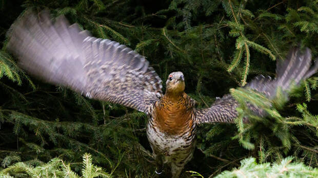 Ветеринар Гламаздин рассказал об опасности при встрече с глухарём в лесу