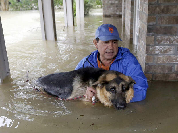 Спасение собак от урагана «Харви