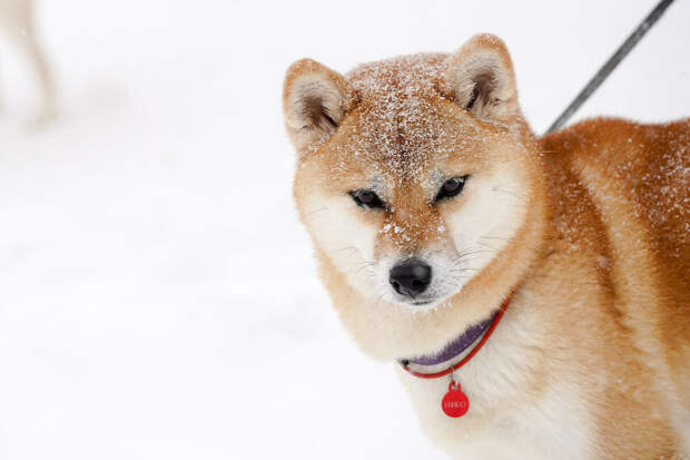Гидрометцентр: в Москве в воскресенье похолодает до −11°C