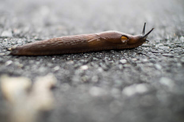 Вероятность нашествия испанских слизней в 2026 году оценили