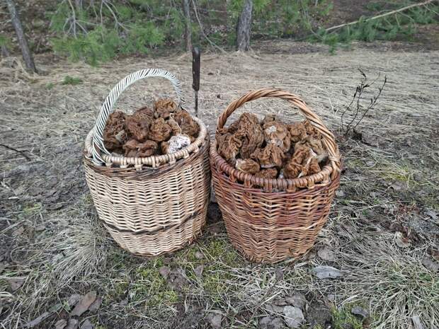В Рязанских лесах грибники собирают сморчки корзинами