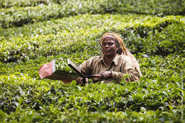 Индийские заметки: чайные плантации Муннара 