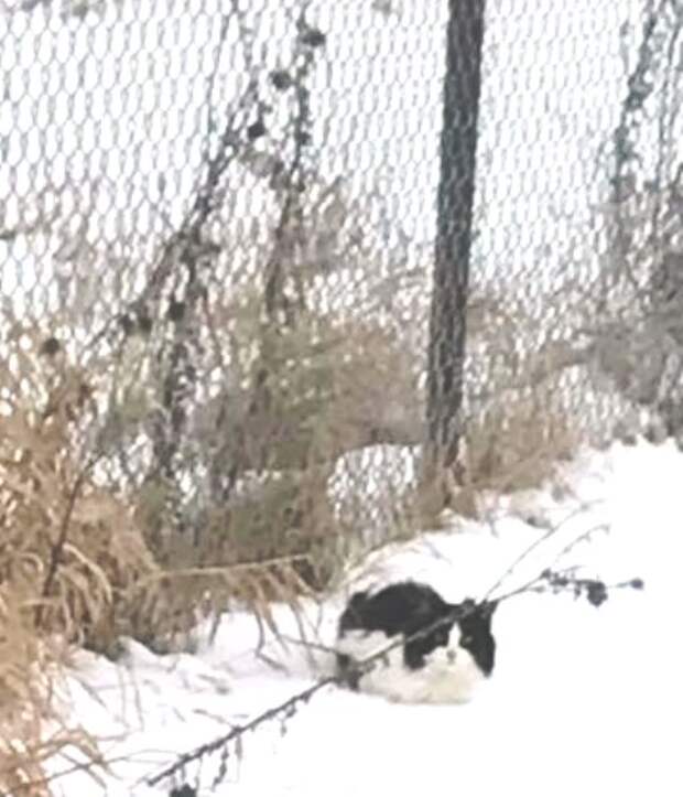 Истощенная кошка замерзала у дороги, не зная, что помощь уже близка...