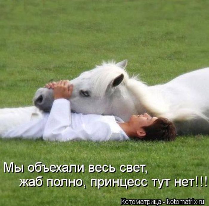 Лучшие котоматрицы недели (50 фото)