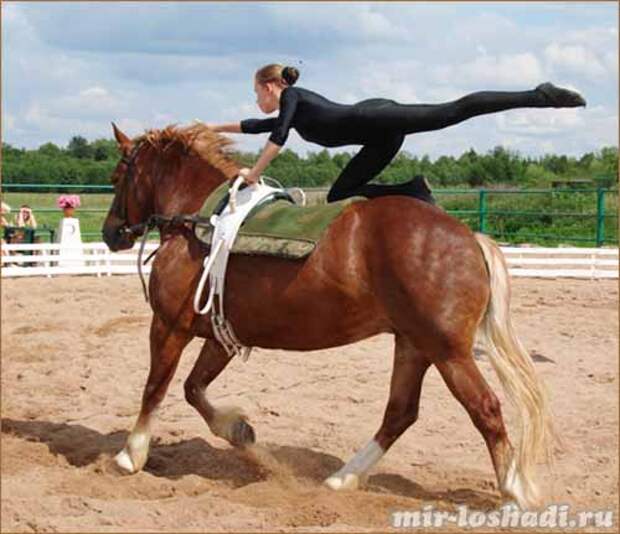 Вольтижировка