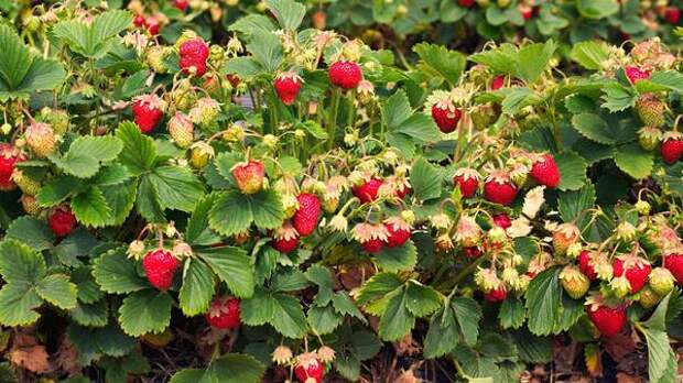 Вырастите рекордный урожай клубники: с чего начать