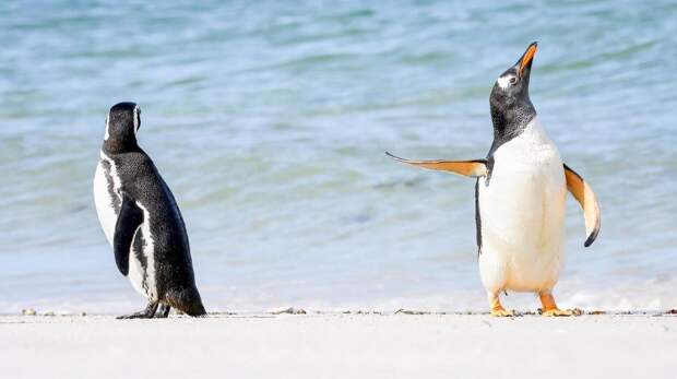 10 самых смешных фото пингвинов за всю историю комического конкурса Comedy Wildlife Photography Awards